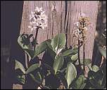 [trifoliata-1a.jpg]