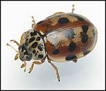 [quadripunctata-1b.jpg]