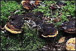 [odoratum-1a.jpg]