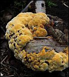 [odoratum-1y.jpg]
