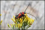 [coralinus-1mfx.jpg]