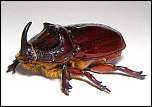 [nasicornis-1.jpg]