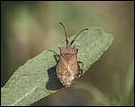 [marginatus-1.jpg]