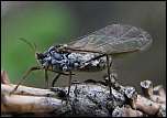 [pilicornis-3.jpg]