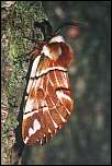 [versicolora-1m.jpg]