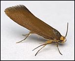 [tinctella-1.jpg]