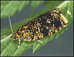 [siderana-1.jpg]