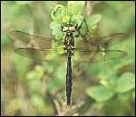 [alpestris-1.jpg]