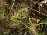 [echinatus-1.jpg]