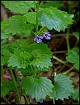 [hederacea-2.jpg]