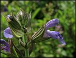 [officinalis-1a.jpg]