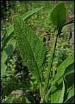 [officinalis-1x.jpg]