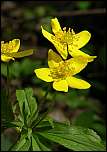 [ranunculoides-5.jpg]