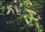 [virginiana-1.jpg]