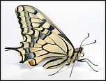 [machaon-a5xv.jpg]