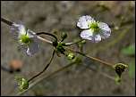 [plantago-aquatica-2a.jpg]