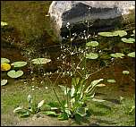 [plantago-aquatica-2b.jpg]