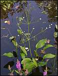 [plantago-aquatica-3.jpg]